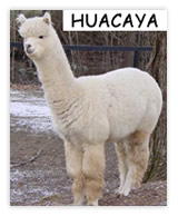 alpacawithatwist.com